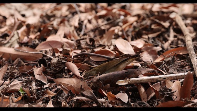 Swainson's Warbler - ML617995866