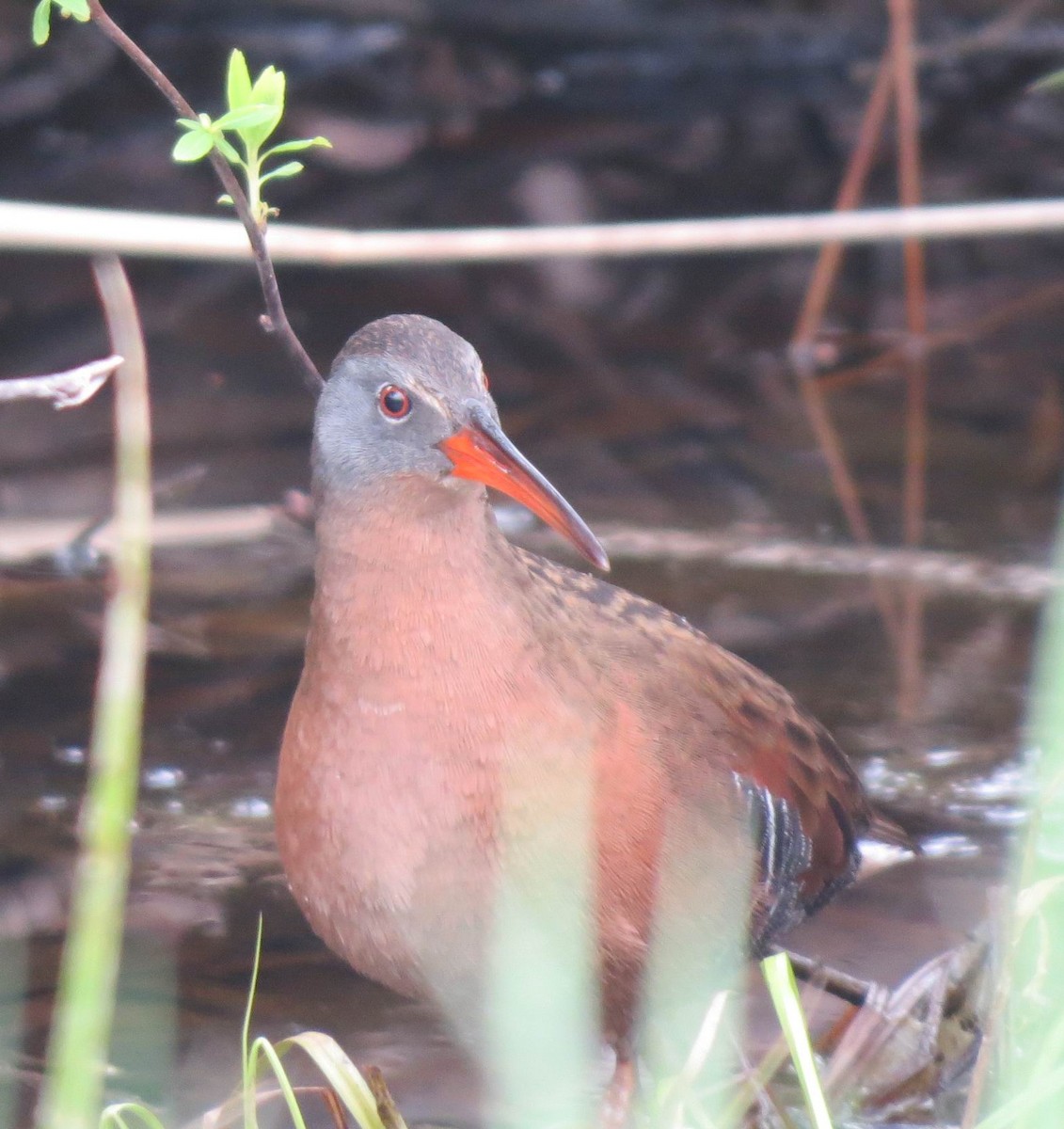 Virginia Rail - ML617995881