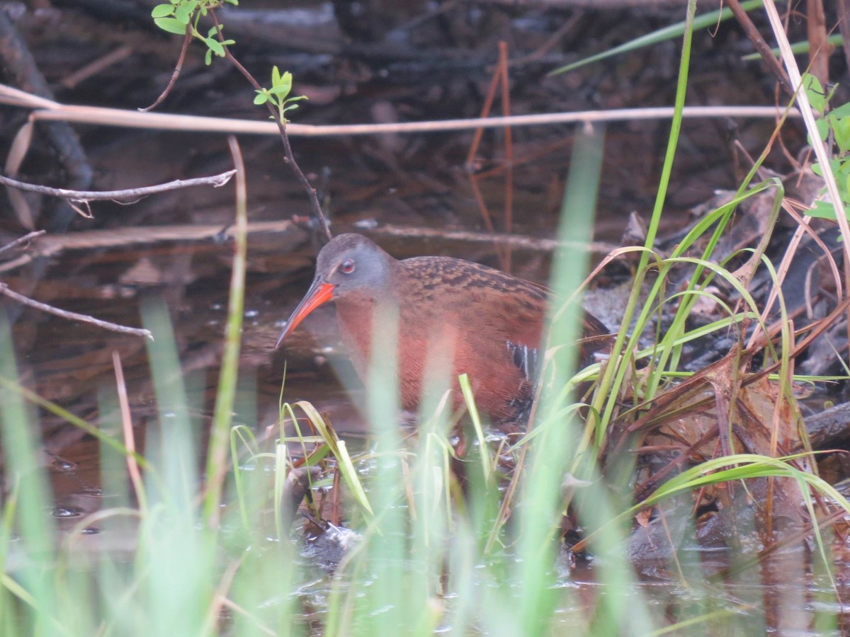 Virginia Rail - ML617995888