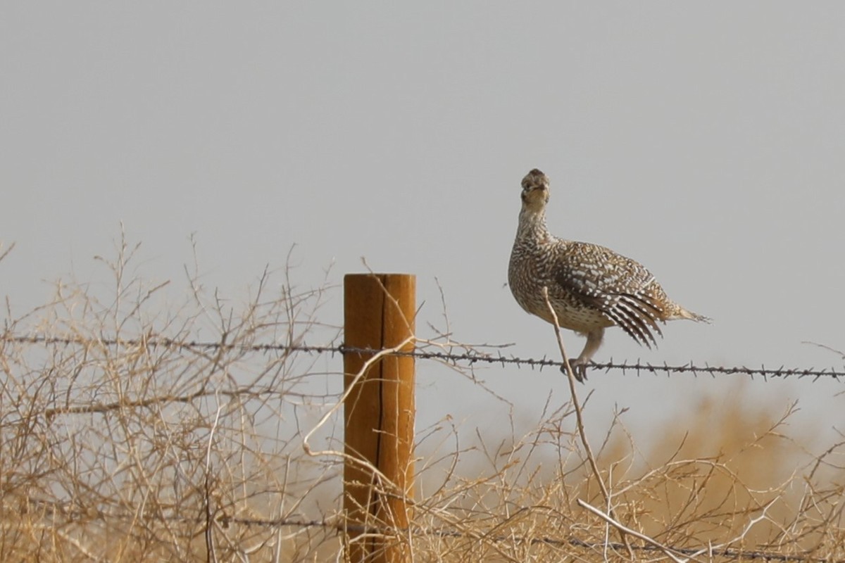 Sharp-tailed Grouse - ML617995894