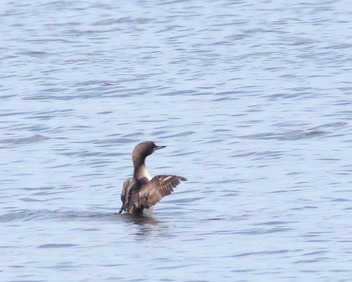 Pacific Loon - ML617995954