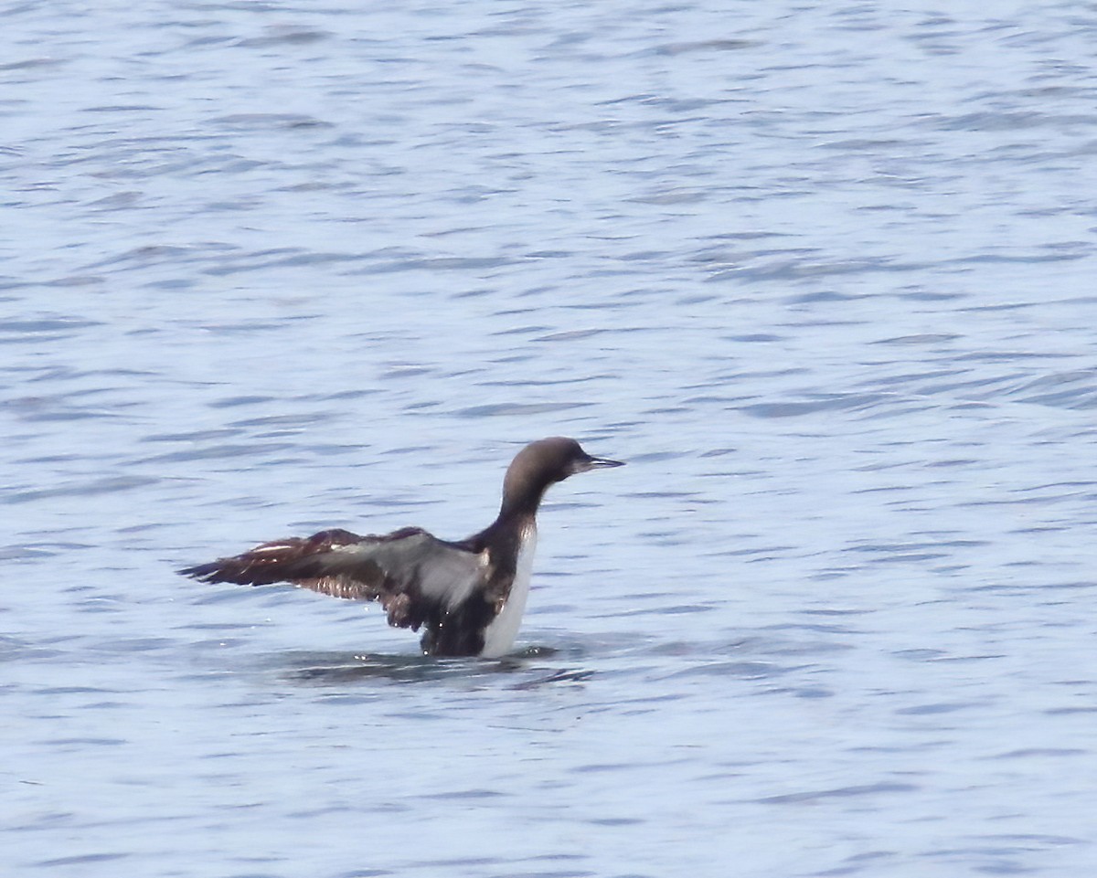 Pacific Loon - ML617995956