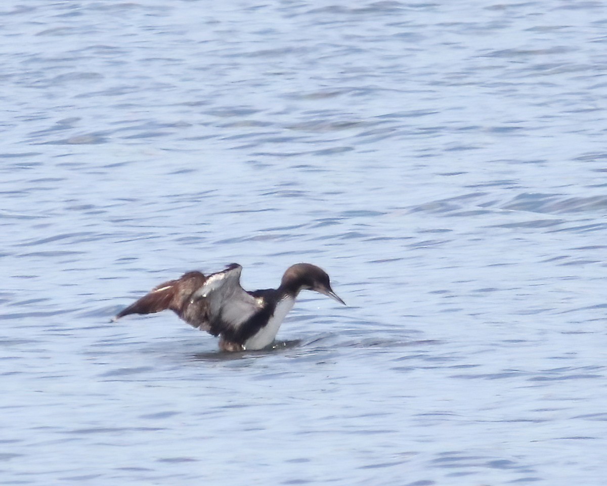 Pacific Loon - Tom Fishburn