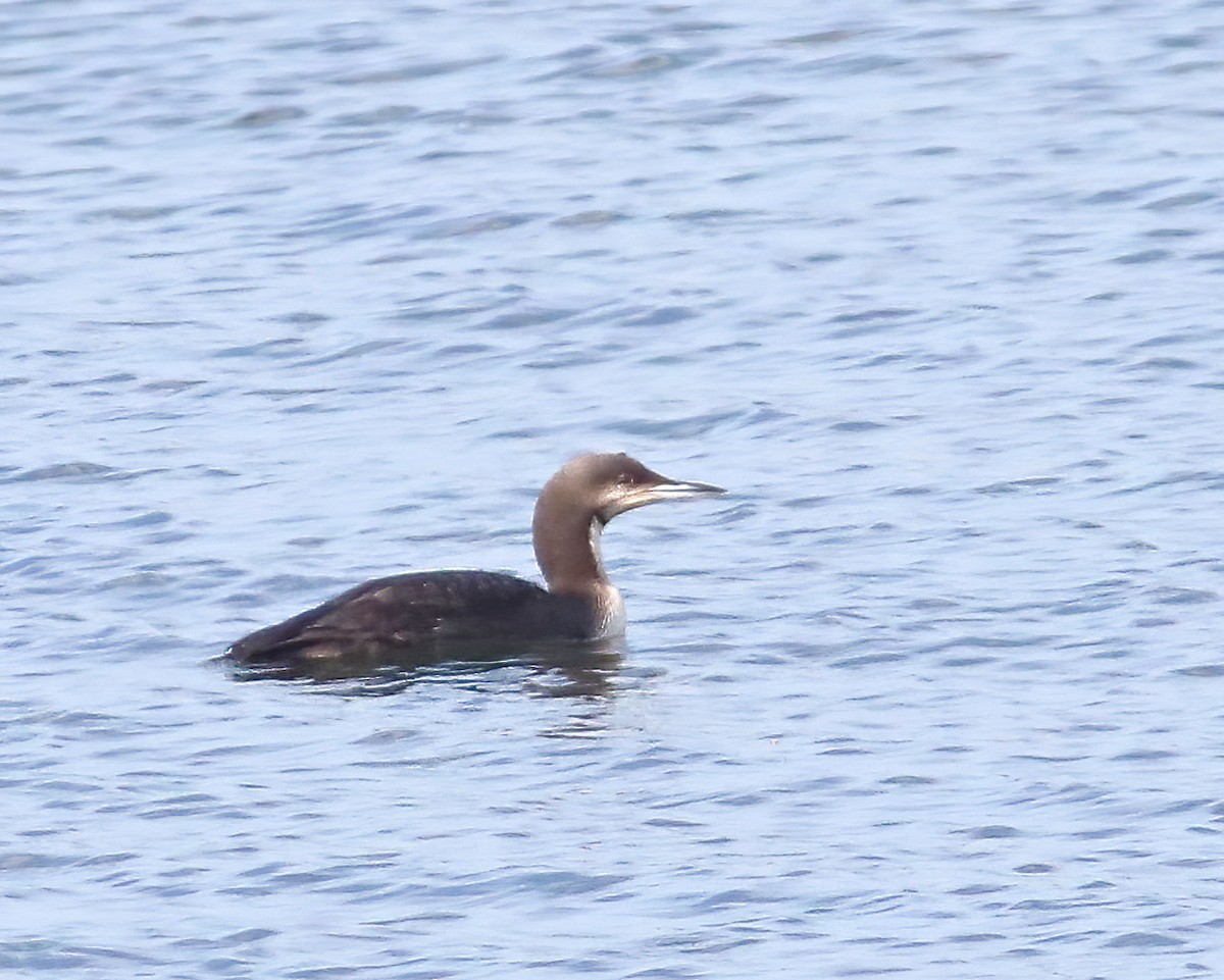 Pacific Loon - ML617995961