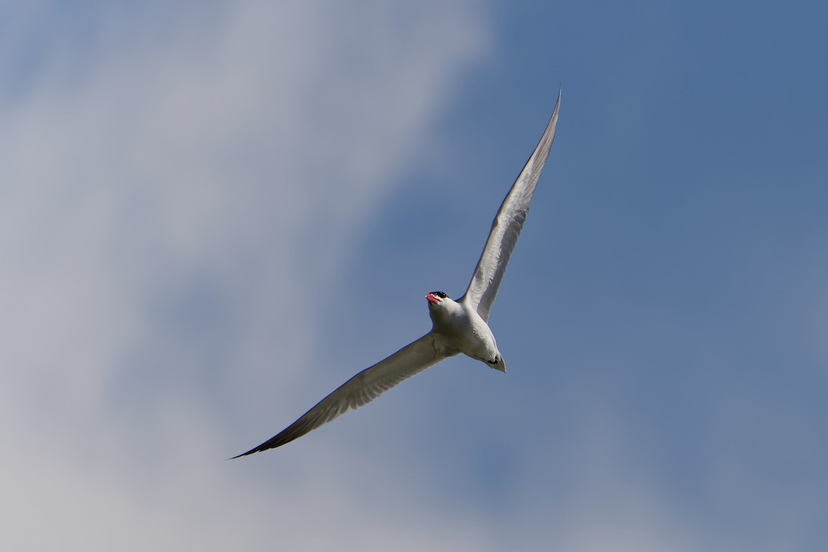 Caspian Tern - ML617996004