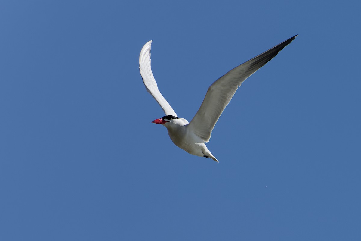 Caspian Tern - ML617996012