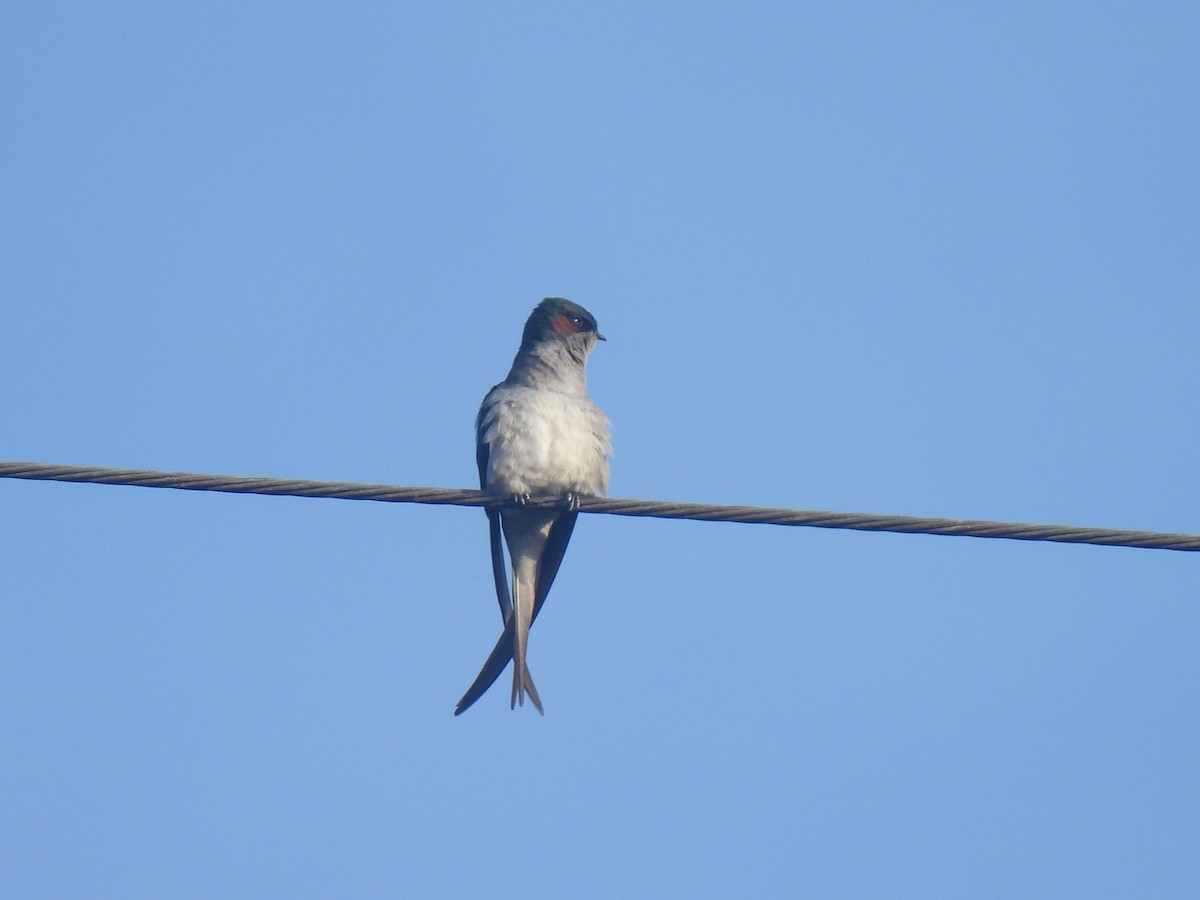 Gray-rumped Treeswift - Diane Bricmont