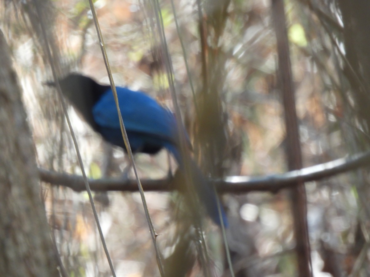 Bushy-crested Jay - ML617996090