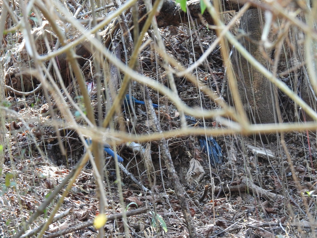 Bushy-crested Jay - ML617996091