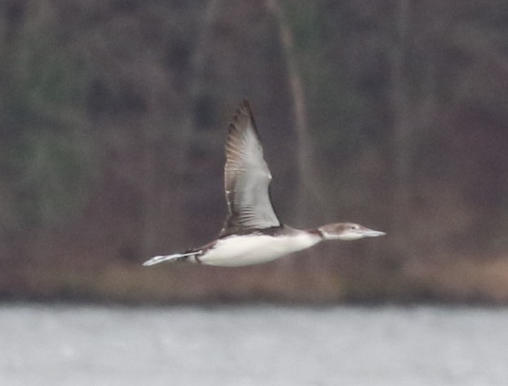 Common Loon - ML617996185