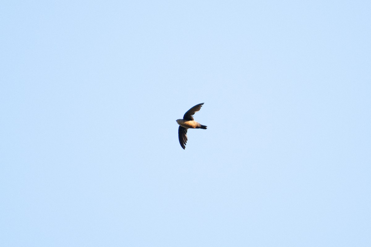Sick's Swift - ML617996247