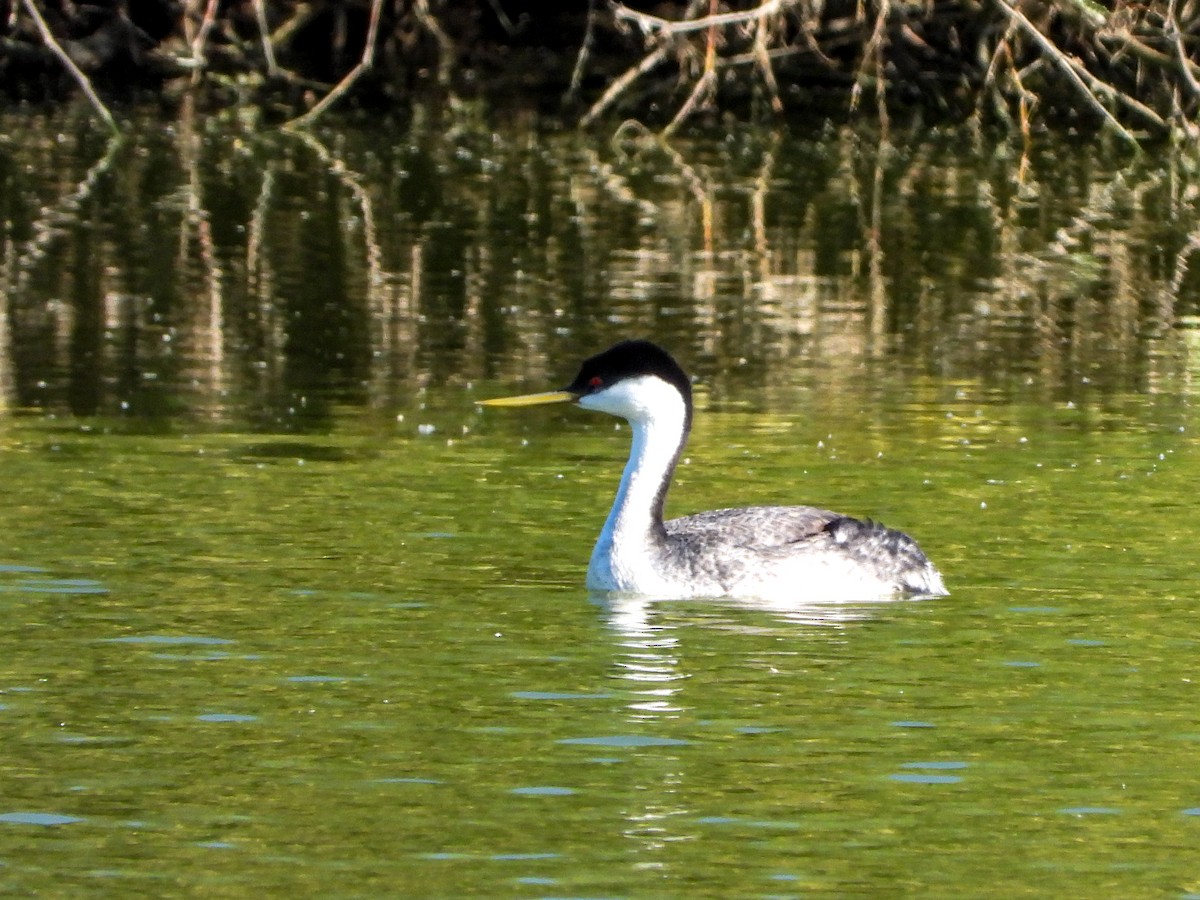 Western Grebe - ML617996254