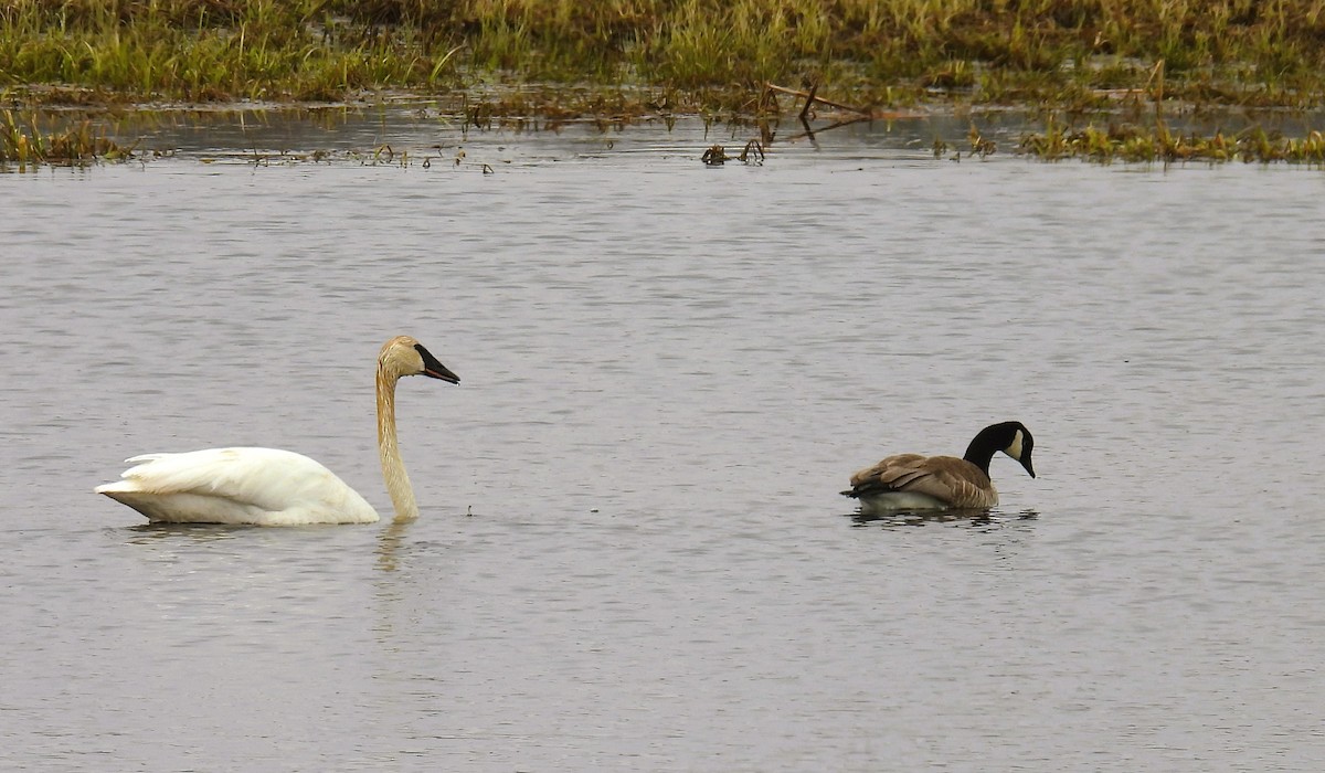 Trumpeter Swan - Pam Hawkes