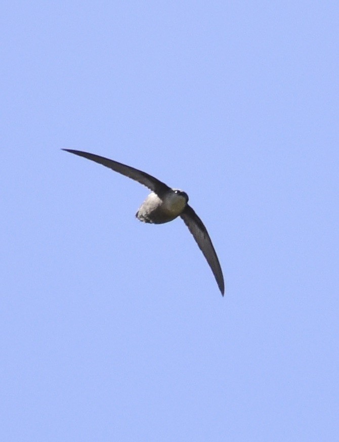 Chimney Swift - Dave  Sherman