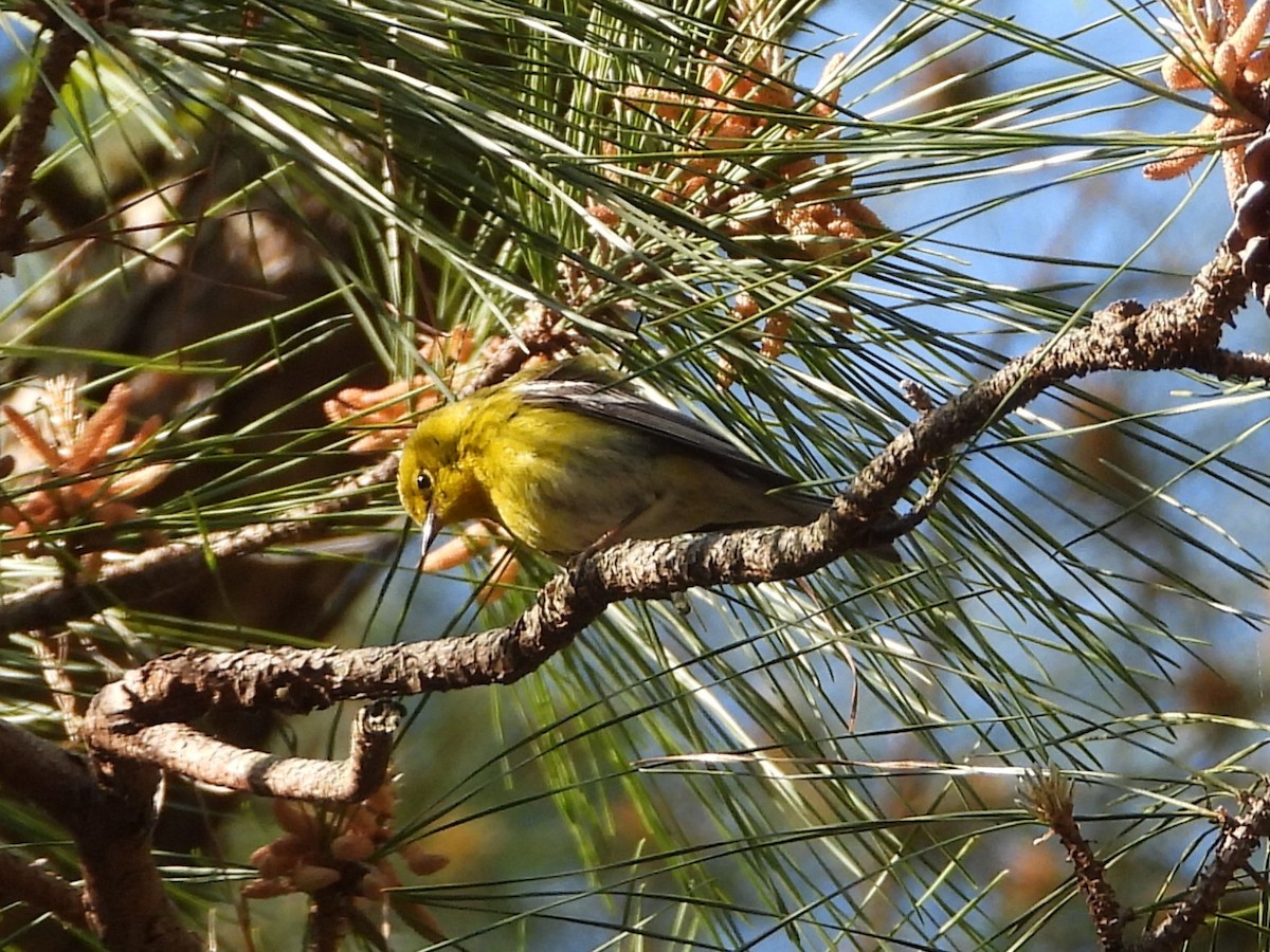 Pine Warbler - ML617996297