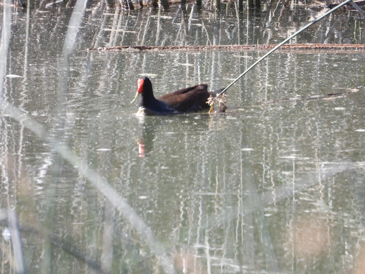 Common Gallinule - ML617996332