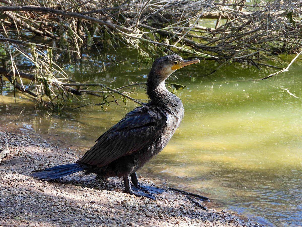 Neotropic Cormorant - Samuel Burckhardt