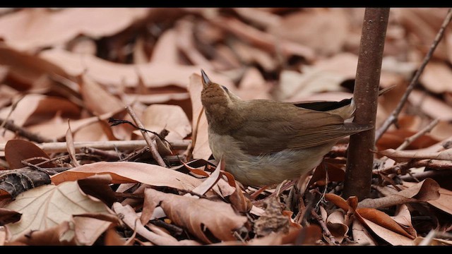 Paruline de Swainson - ML617996359