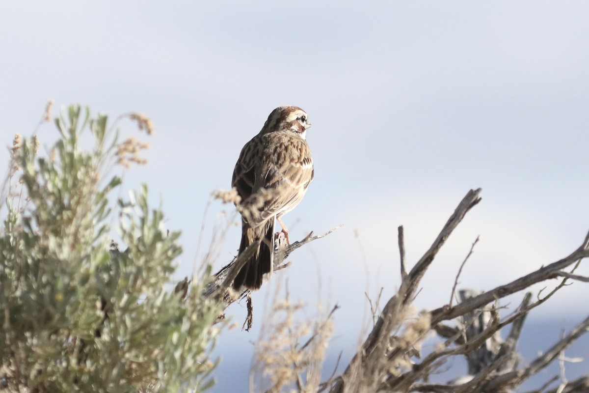 Lark Sparrow - ML617996361