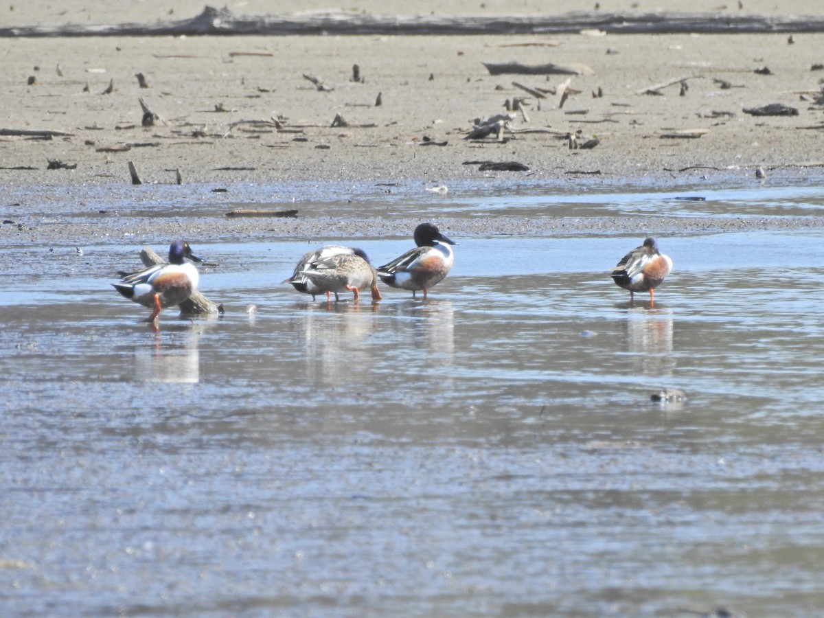 Northern Shoveler - ML617996364