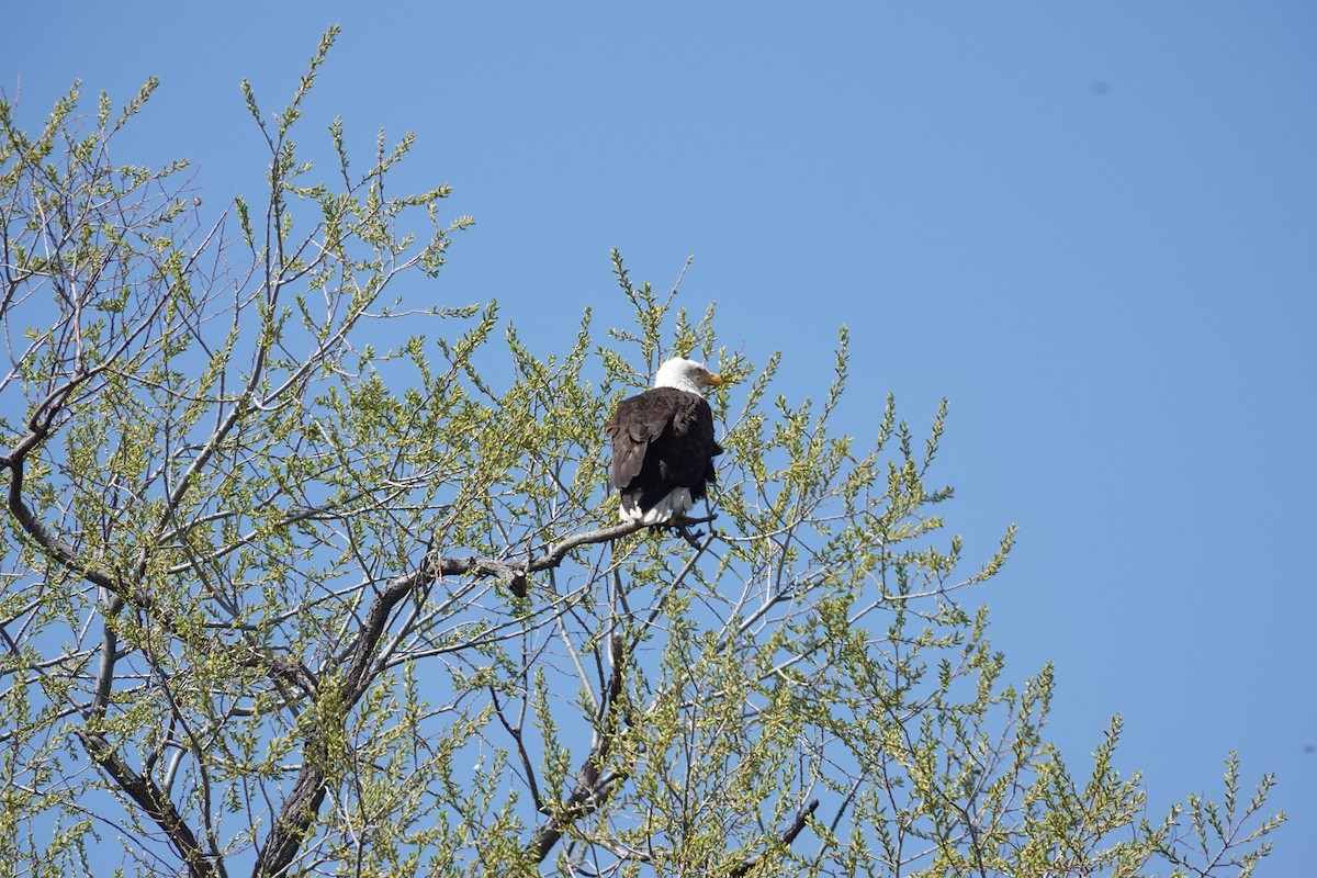 Bald Eagle - ML617996407