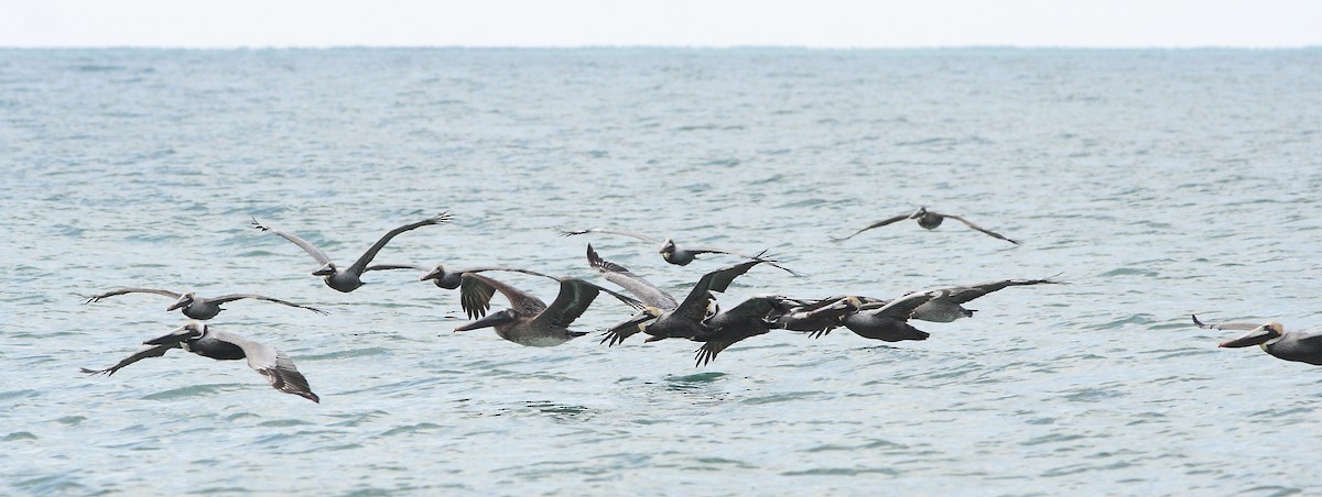 Brown Pelican - ML617996485