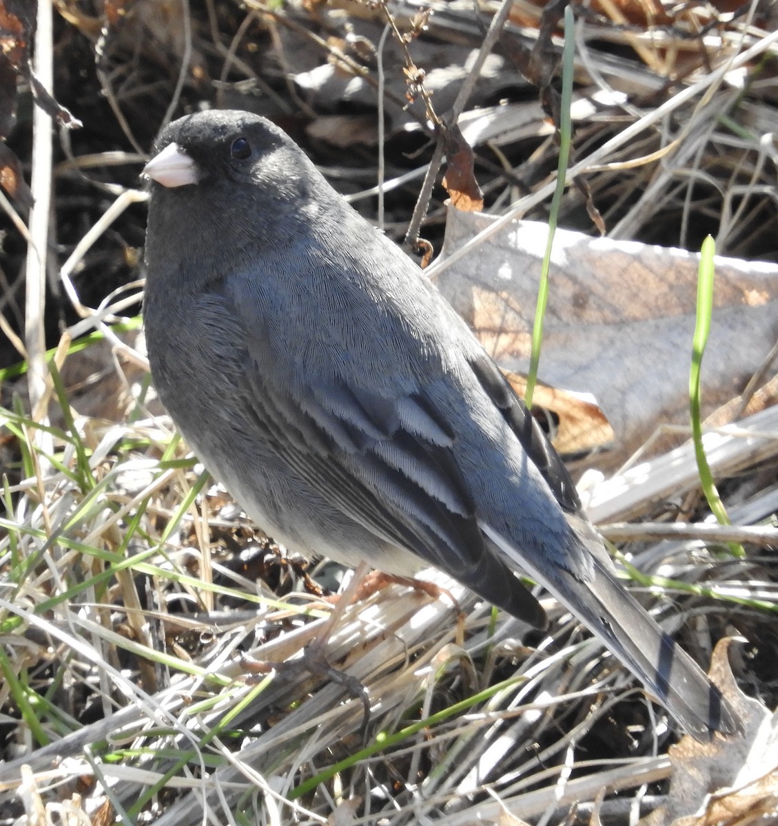 Dark-eyed Junco - ML617996509