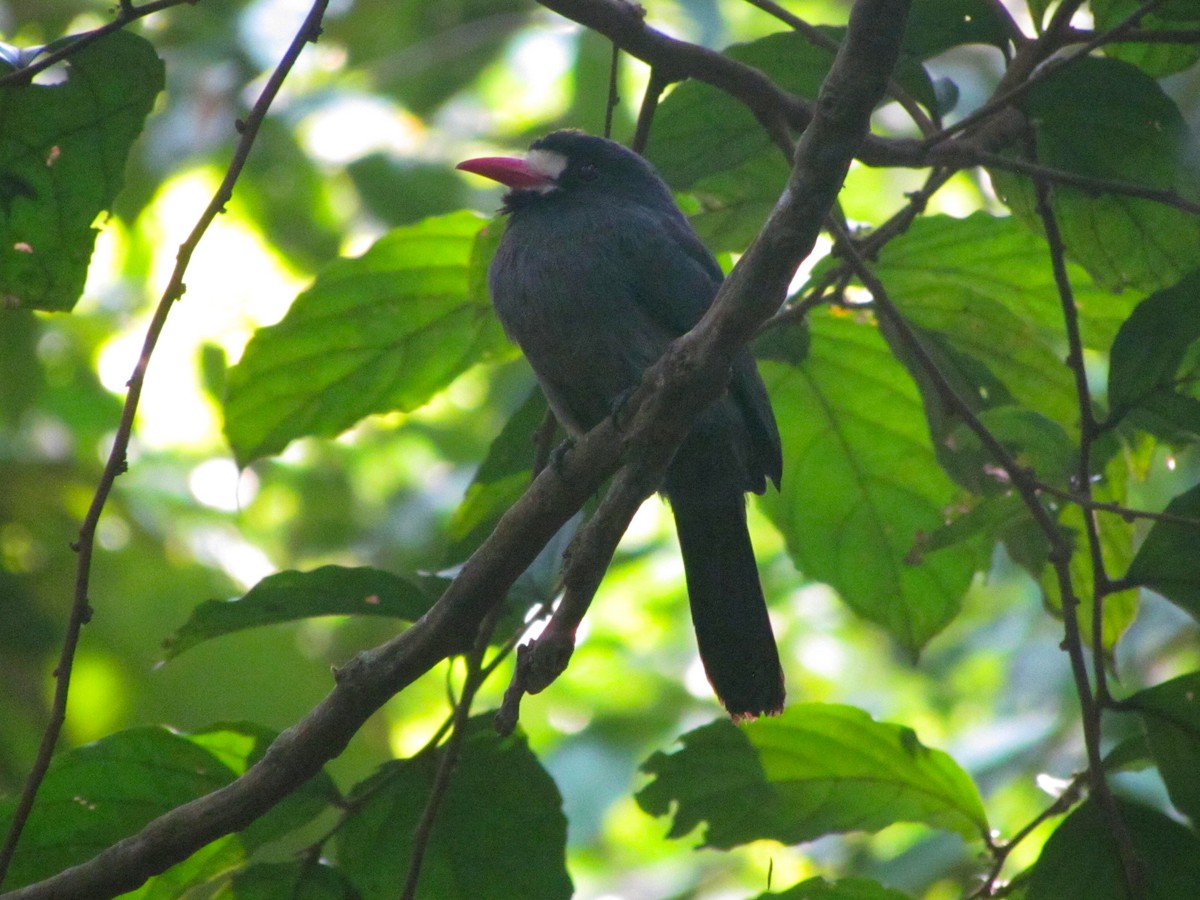 Weißstirn-Faulvogel - ML617996557