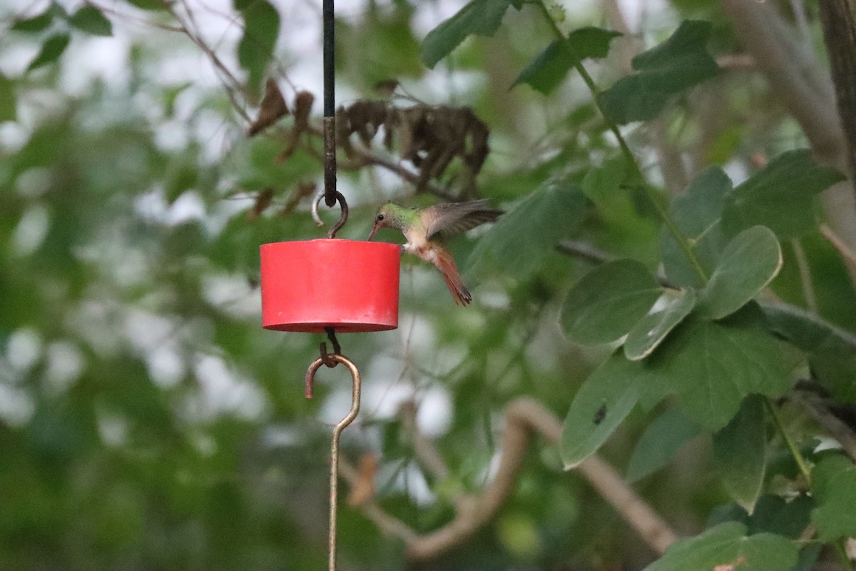 Buff-bellied Hummingbird - ML617996567