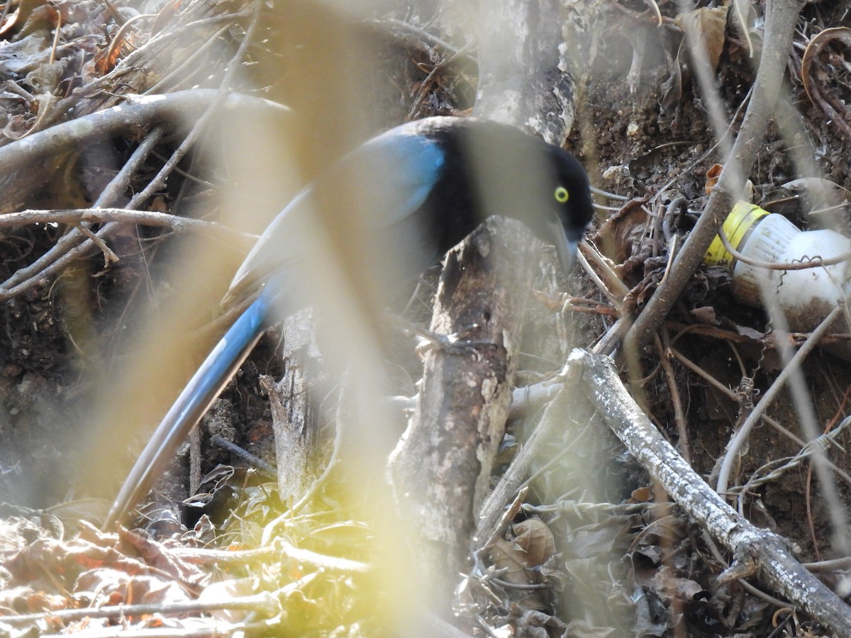 Bushy-crested Jay - ML617996568