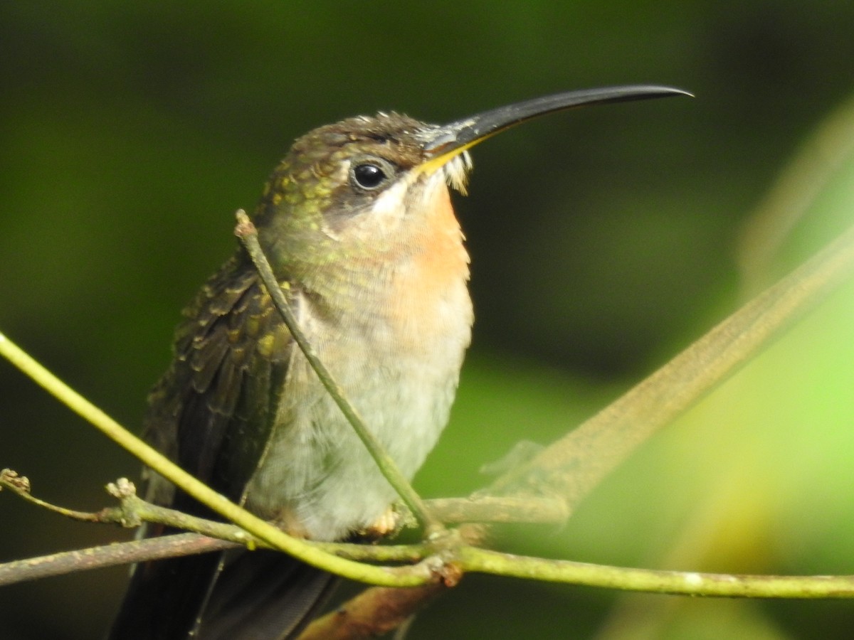 Rufous-breasted Hermit - ML617996578