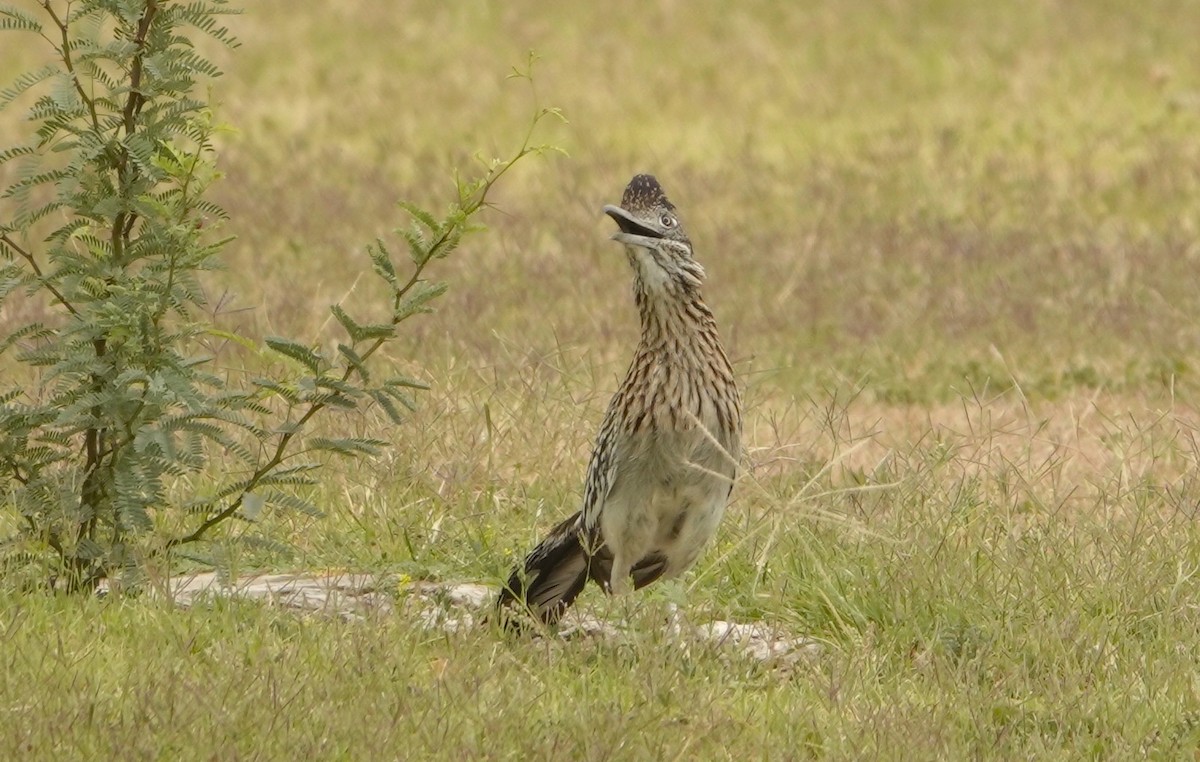 Greater Roadrunner - Kathryn Kay