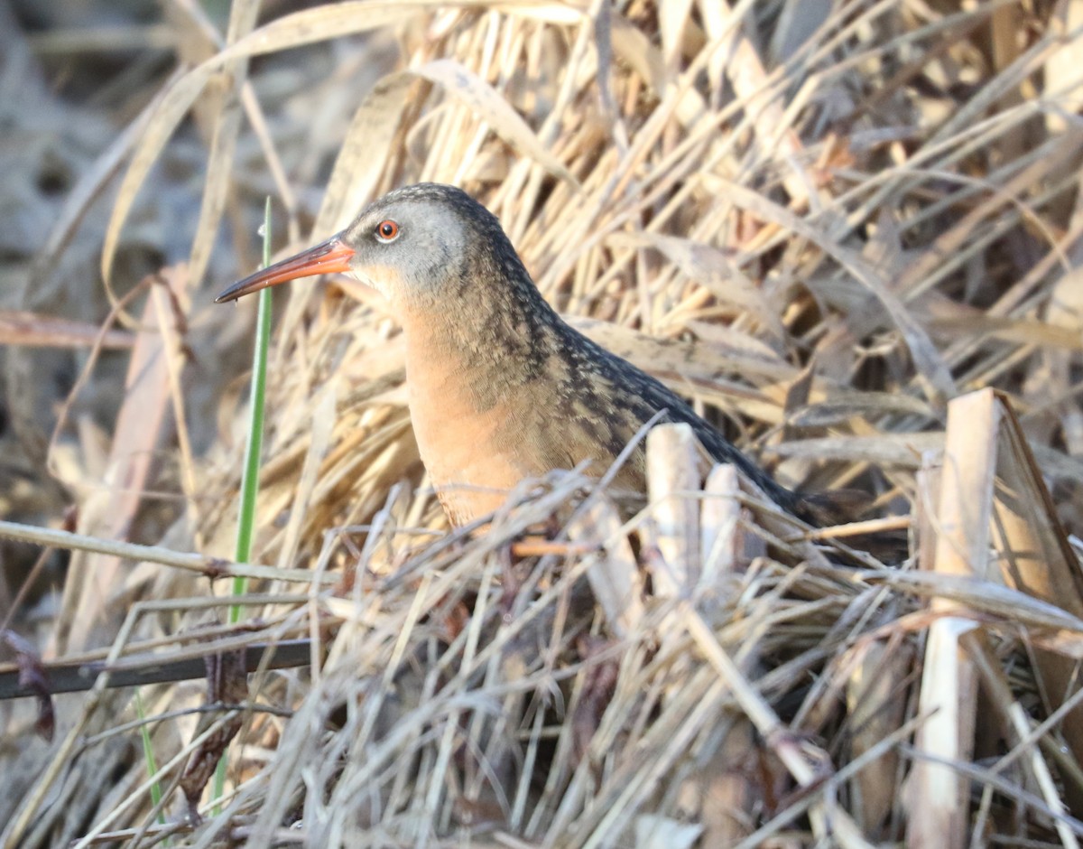 Virginia Rail - ML617996627