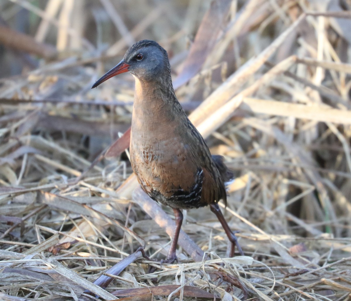 Virginia Rail - ML617996632