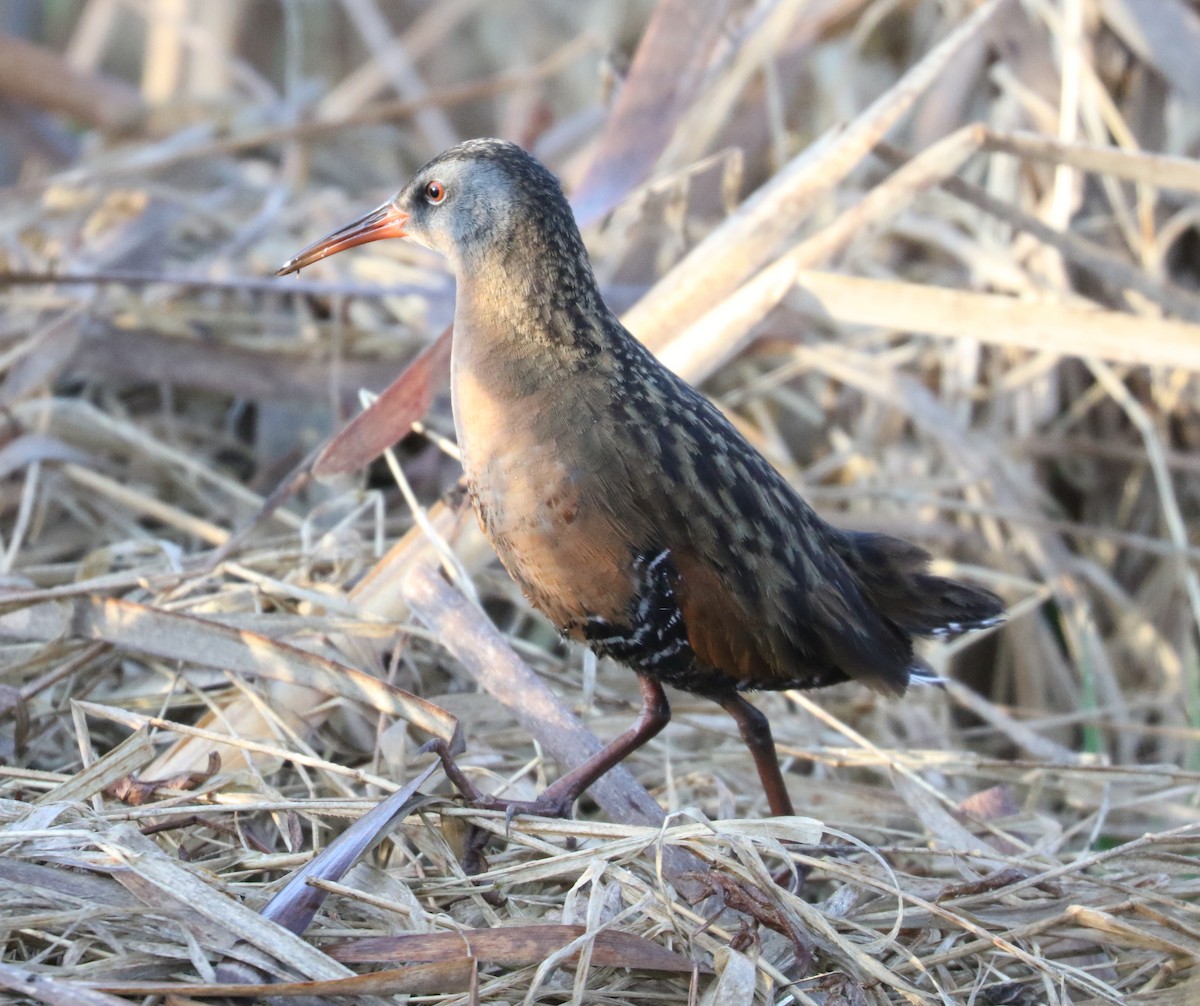 Virginia Rail - ML617996633