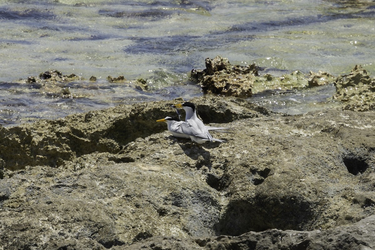 Least Tern - ML617996673