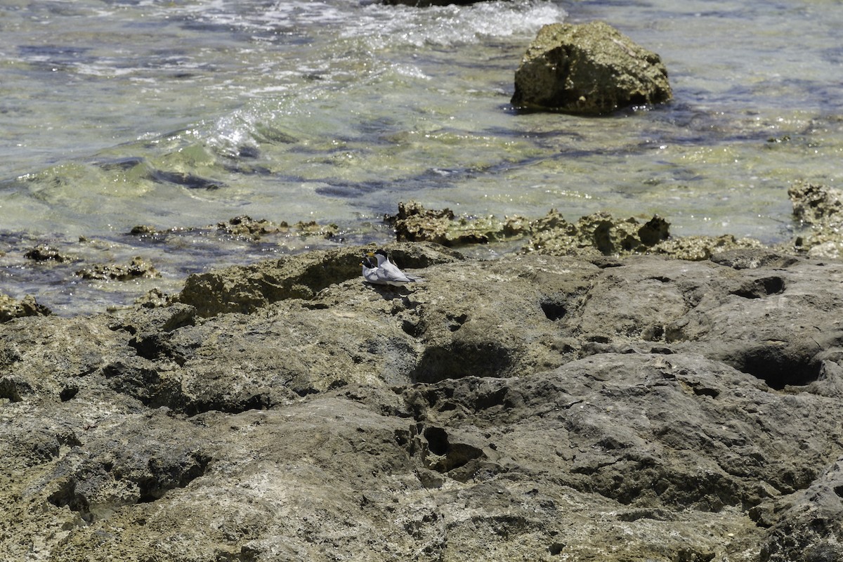 Least Tern - ML617996676