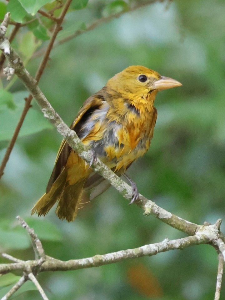 Summer Tanager - ML617996686