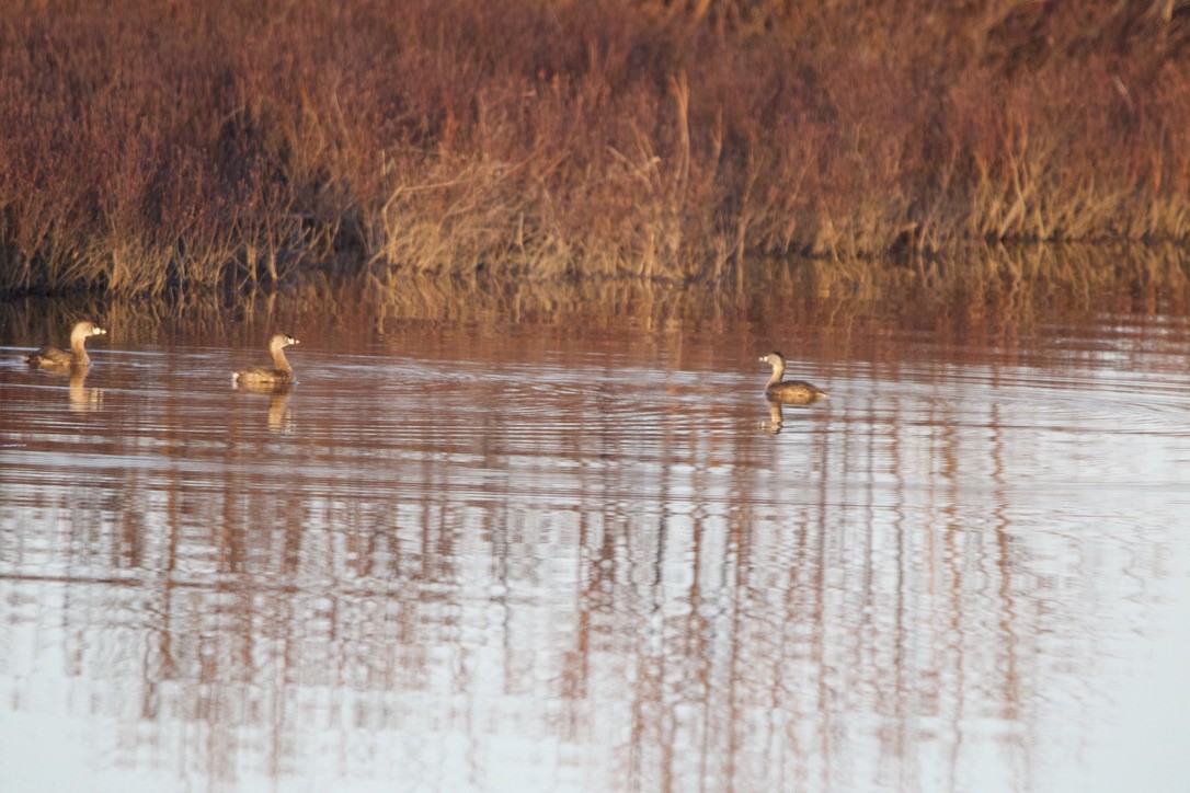 Pied-billed Grebe - ML617996691