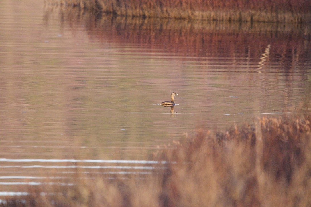 Pied-billed Grebe - ML617996702