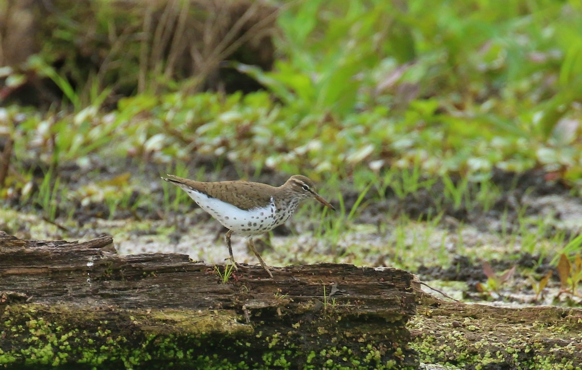 Spotted Sandpiper - ML617996728