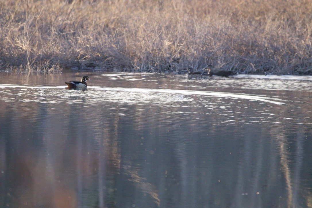 Wood Duck - ML617996733