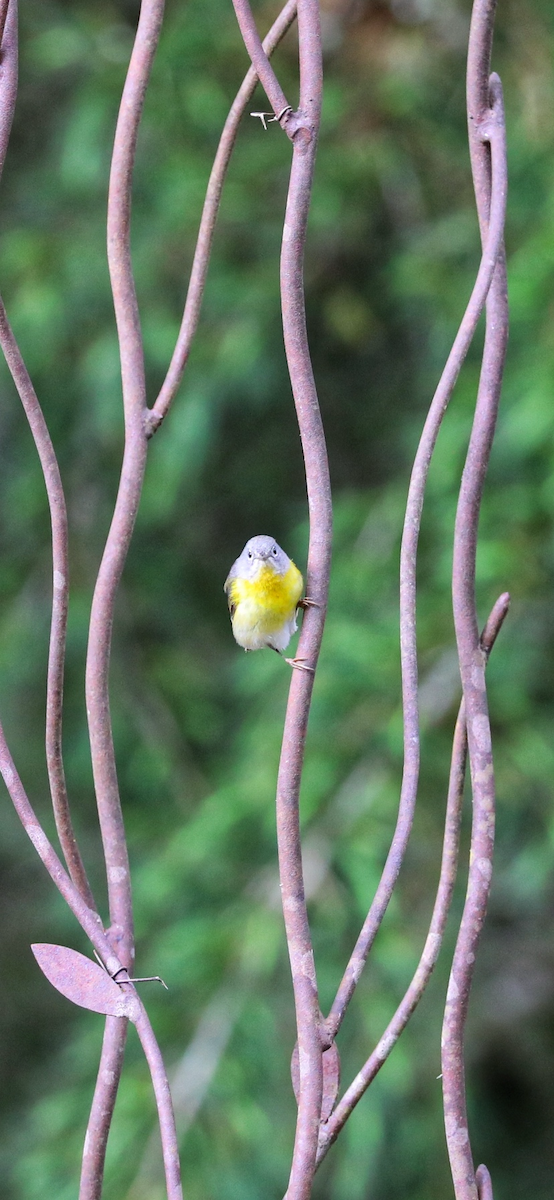 Nashville Warbler - Mary L Frey