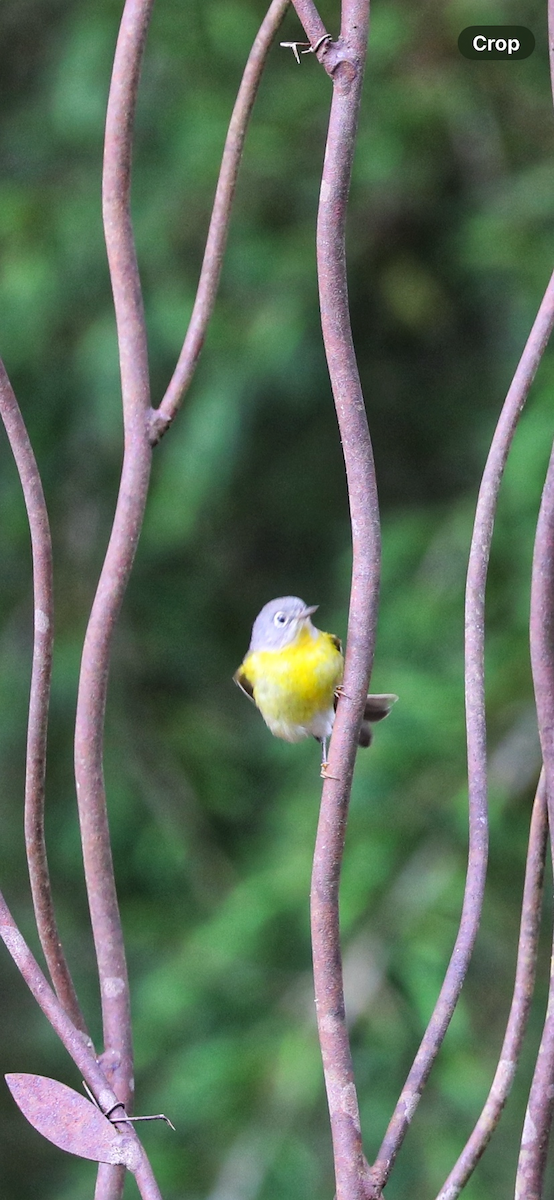 Nashville Warbler - Mary L Frey