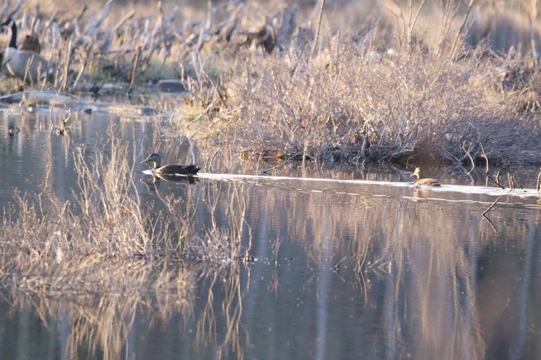 American Black Duck - ML617996748