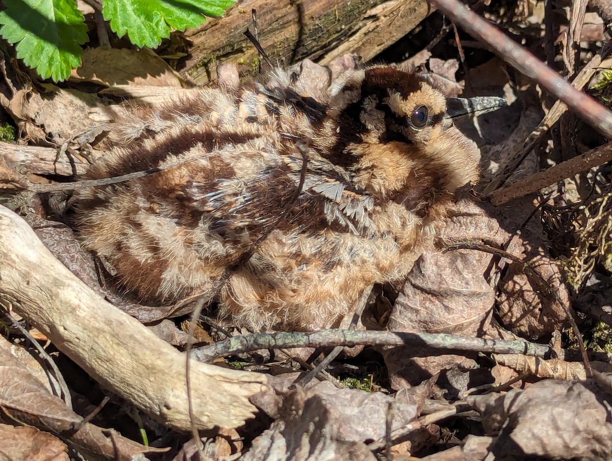 American Woodcock - ML617996757