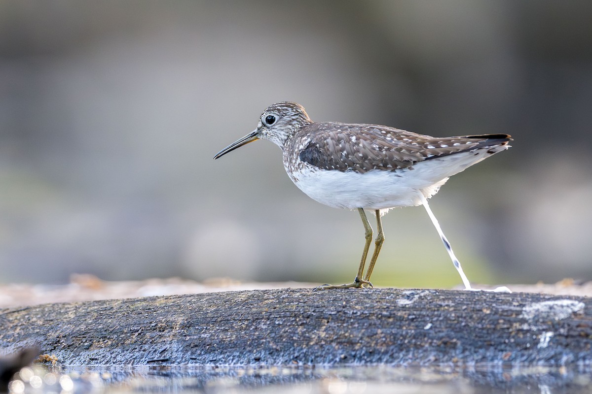 Solitary Sandpiper - ML617996777