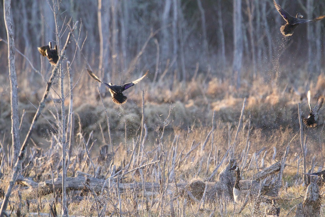 American Black Duck - ML617996791