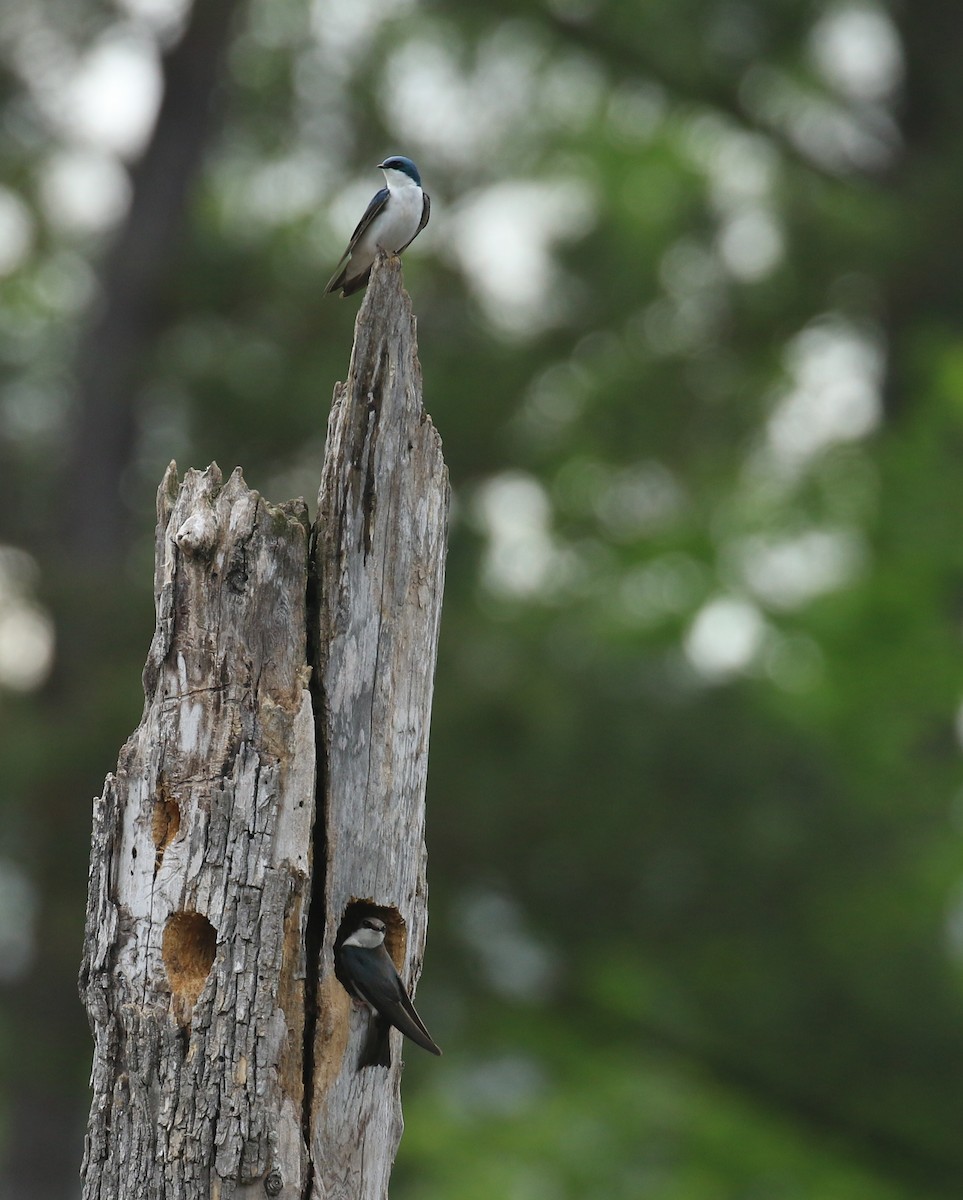 Tree Swallow - ML617996823