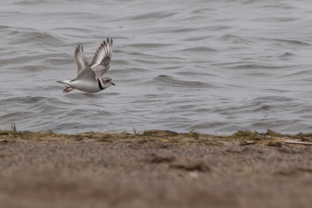 Piping Plover - Kyle Nelson